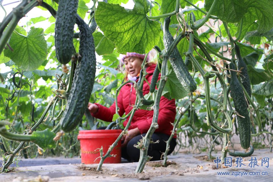 张掖山丹：反季节蔬菜种植唱响冬季农业生产序曲 