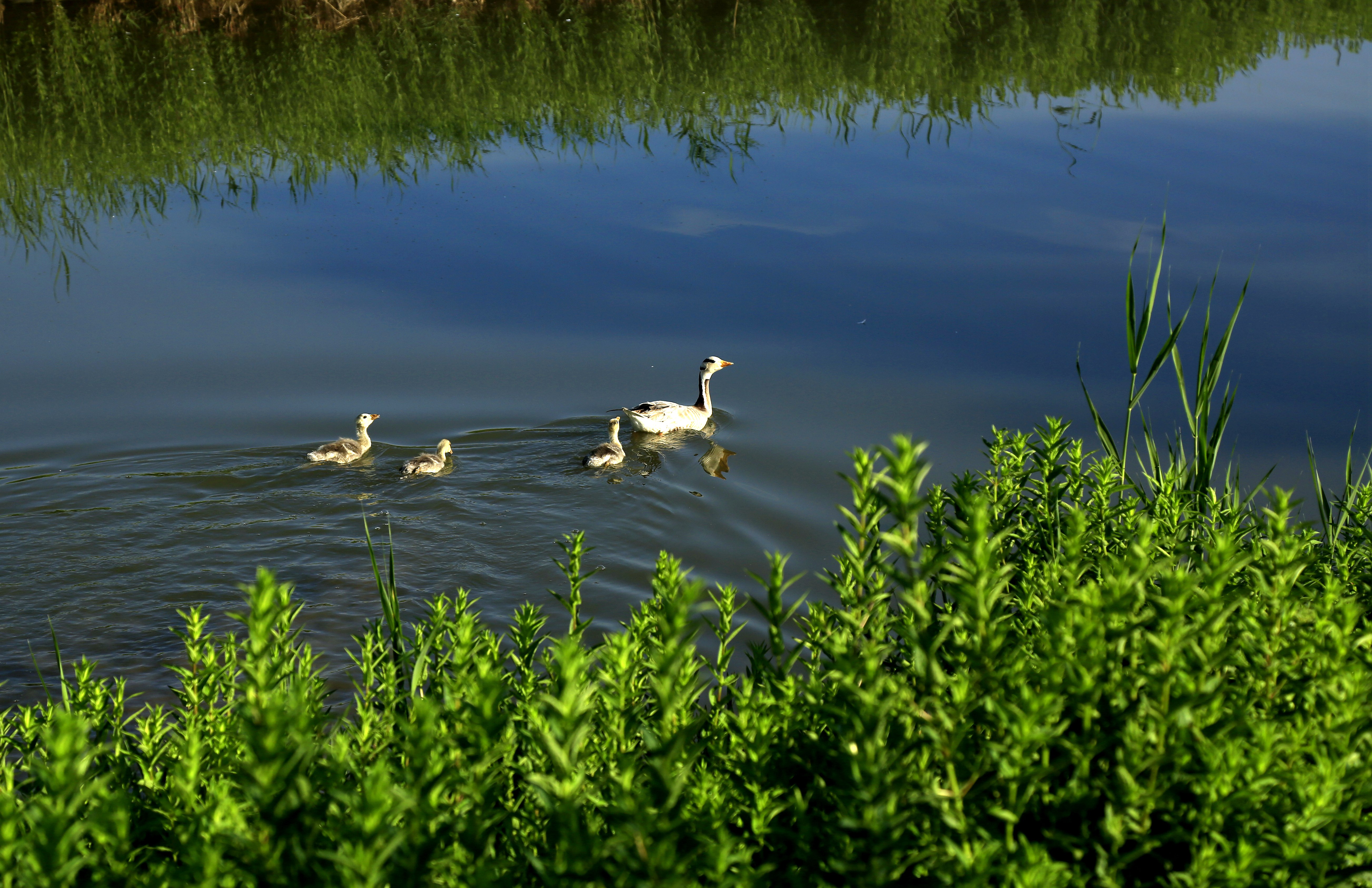 张掖：湿地群鸟乐游园