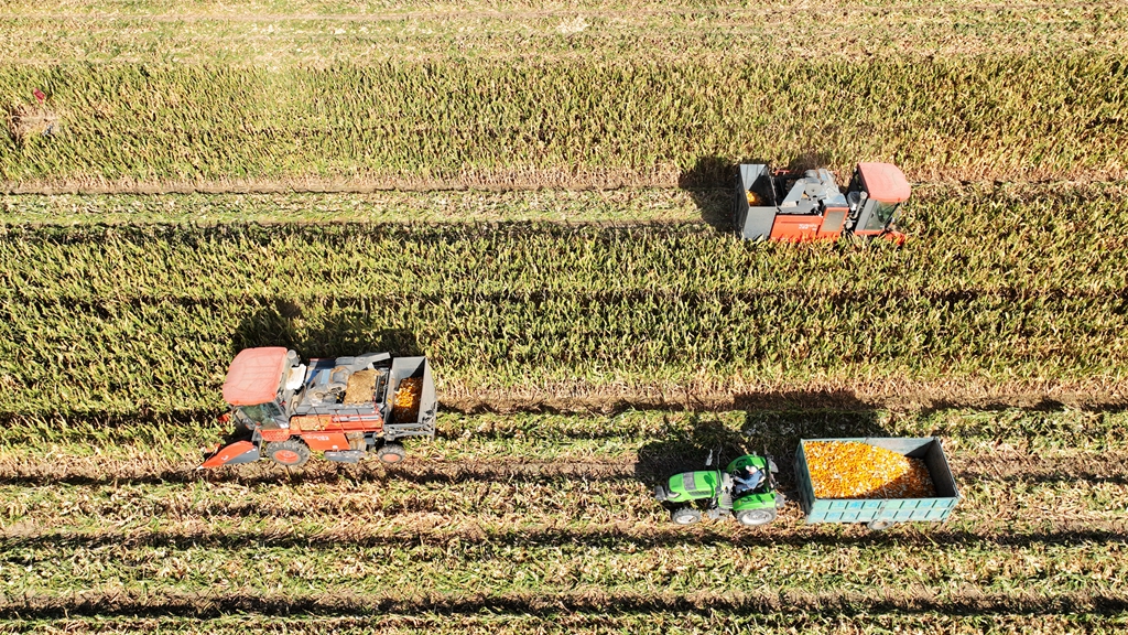 临泽张湾村：制种玉米采收实现机械化