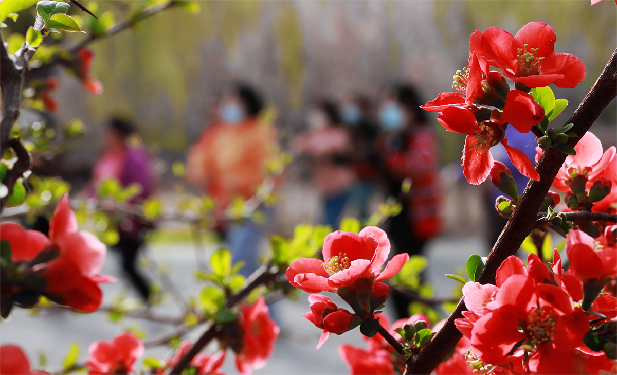 张掖甘州：城市公园“邂逅”旖旎春色