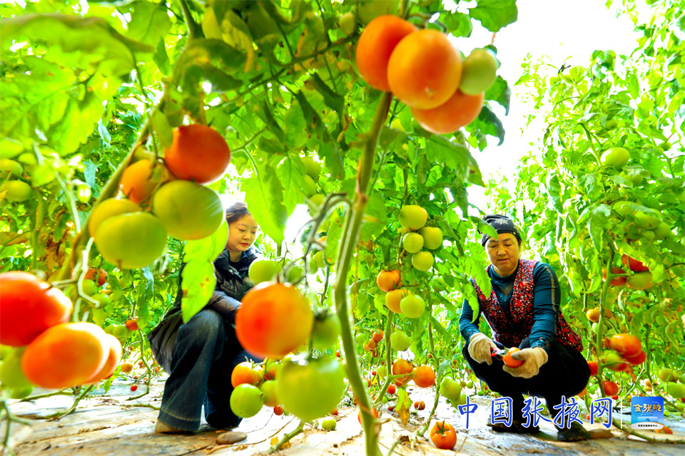 【组图】张掖临泽：隆冬时节采摘蔬菜供市场