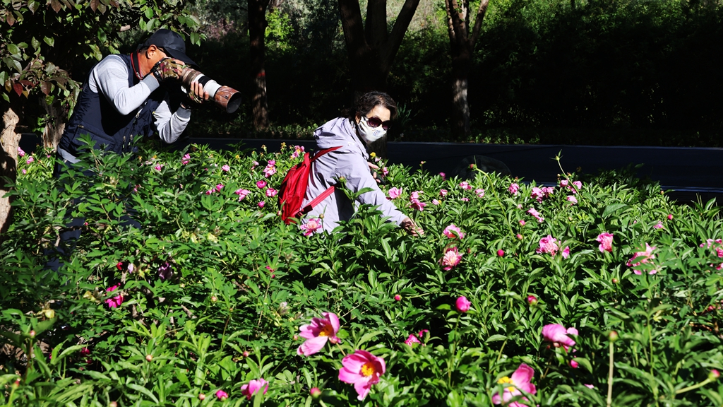 【组图】甘肃张掖：芍药花开引客来