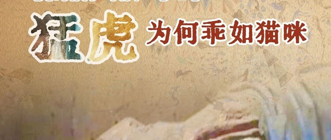 短视频 | 张掖大佛寺的猛虎为何乖如猫咪