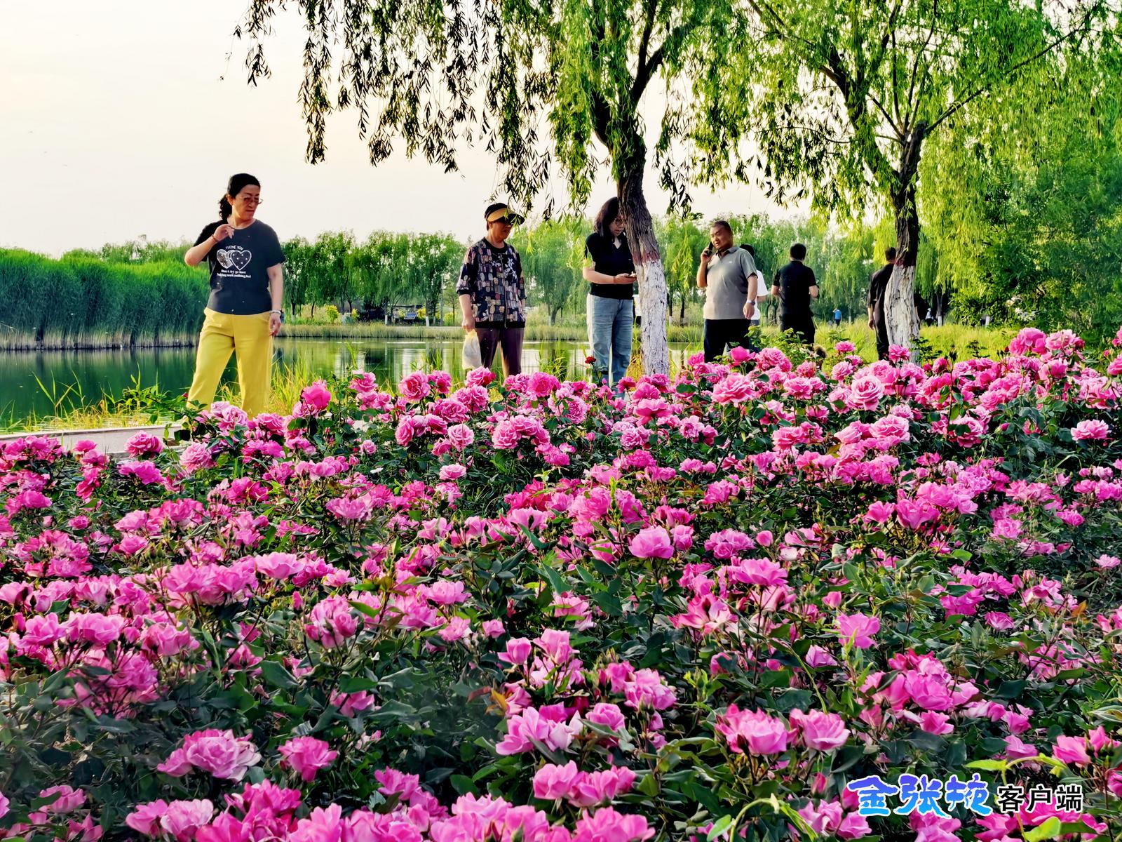【组图】来张掖润泉湖公园，赴一场月季之约